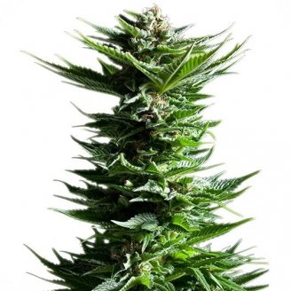 Power Flower Auto Fem.