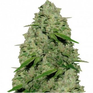 Jamaica Speed Auto Fem.