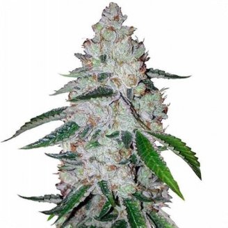 West Coast O.G. Auto Fem.