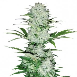 Six Shooter Auto Fem.