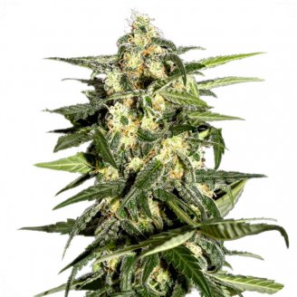 Jack Herer Fem.