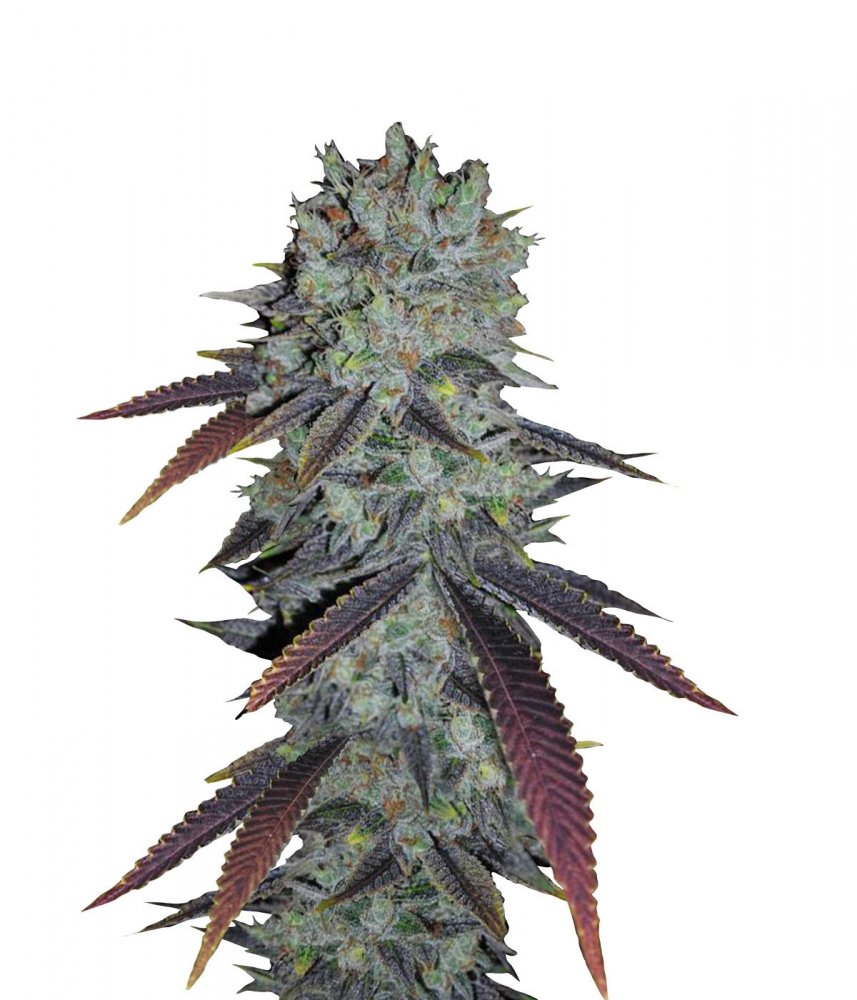 Fastberry Auto Fem.