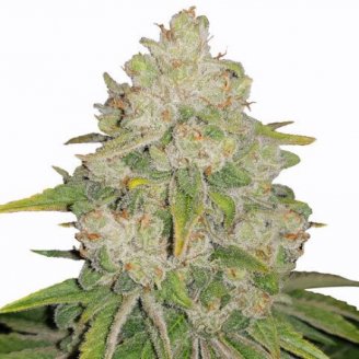 Bruce Banner Auto Fem.